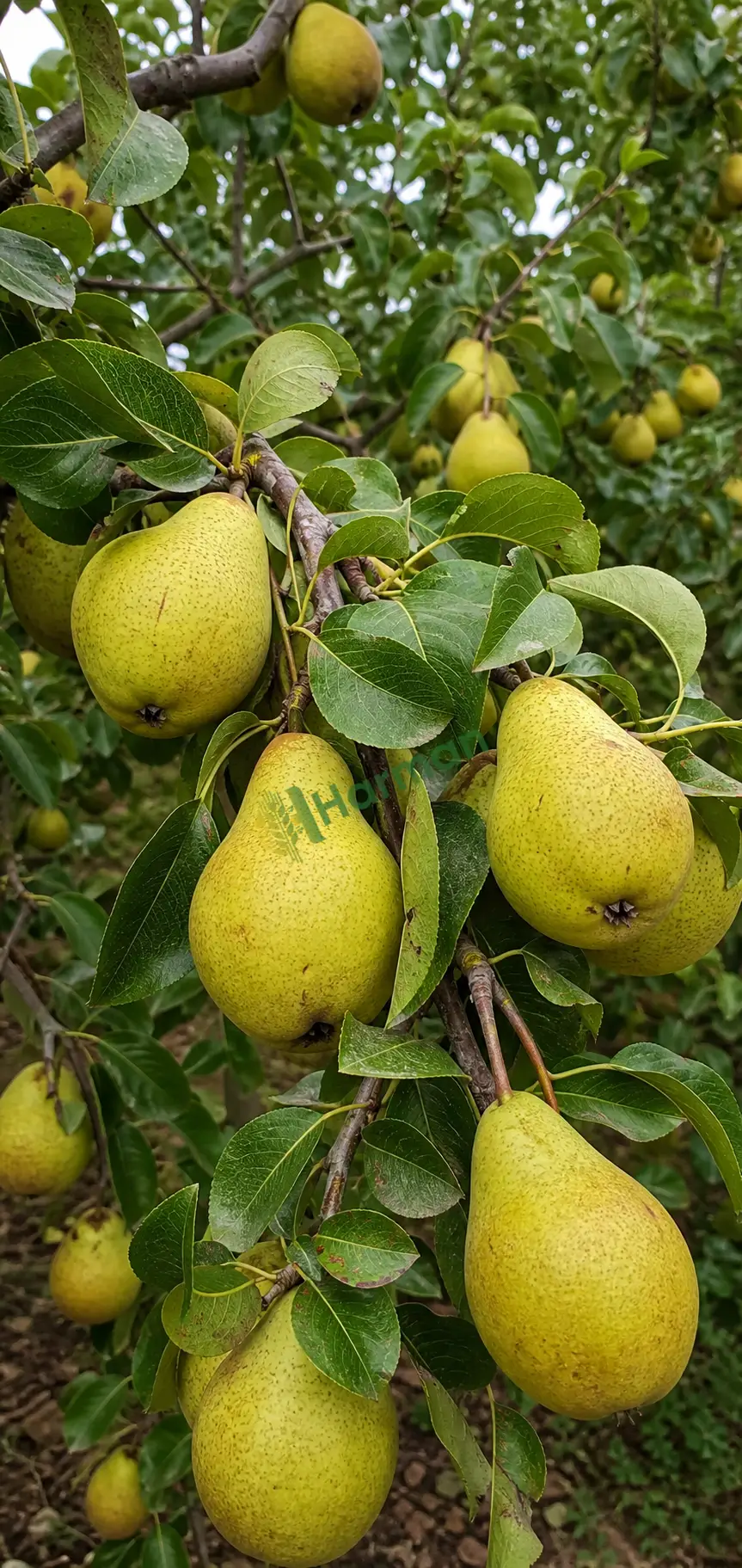 Dalında armut