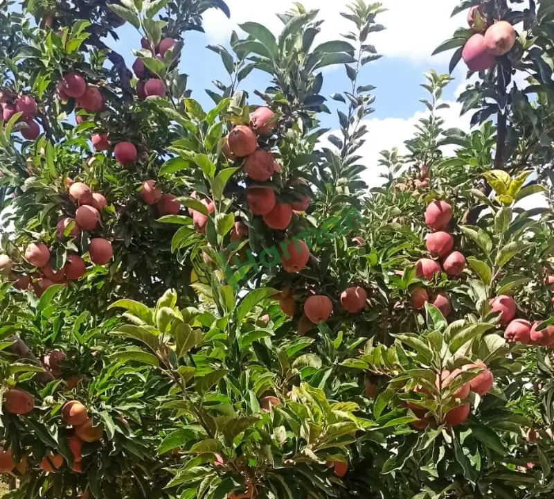 Dalında elma gransmitt star golden türü  20 ton elma