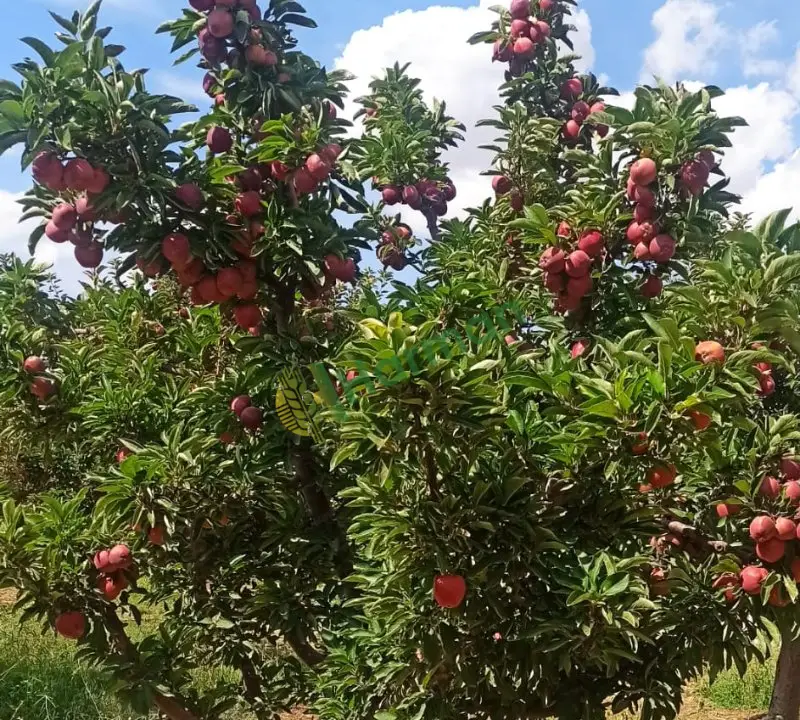 Dalında elma gransmitt star golden türü  20 ton elma