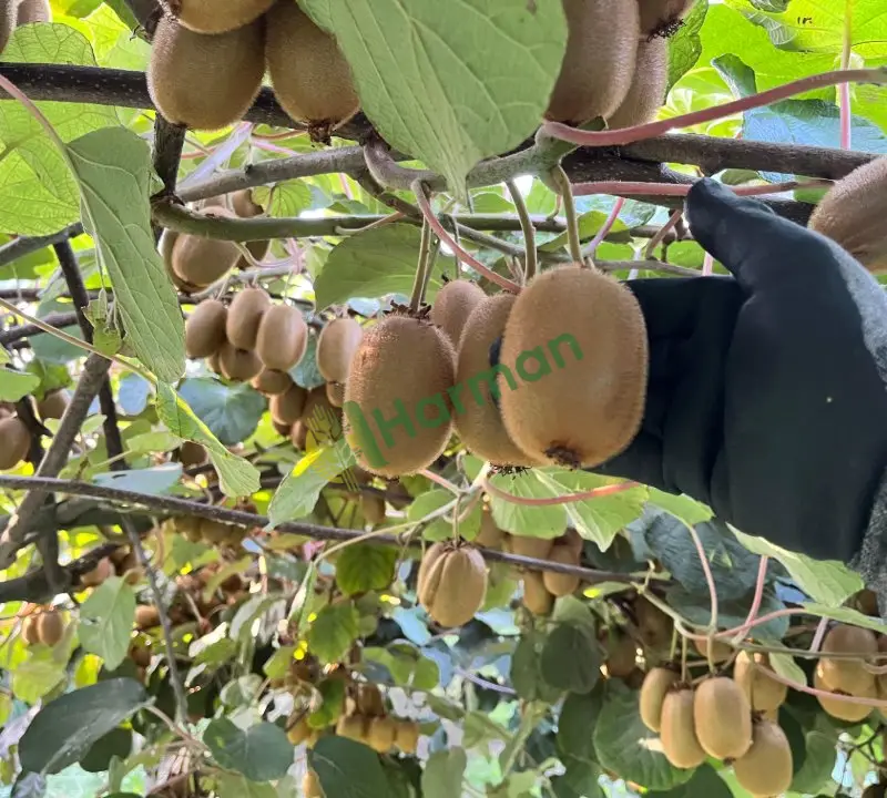 Dalında kivi 13 TON