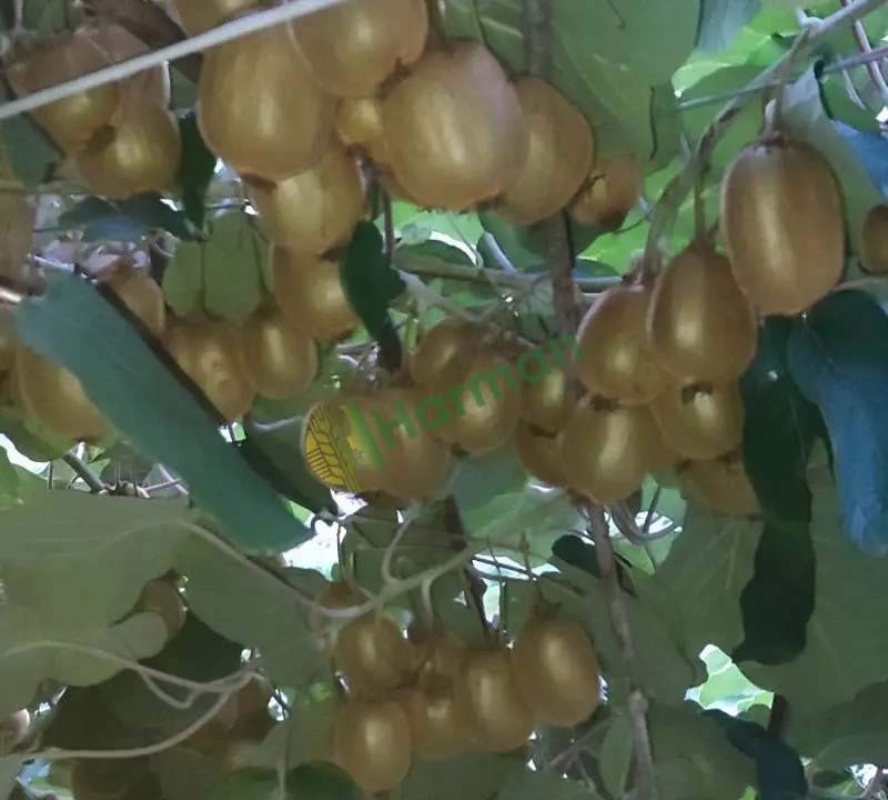 Dalında kivi Mersin Toroslar güzelyayla