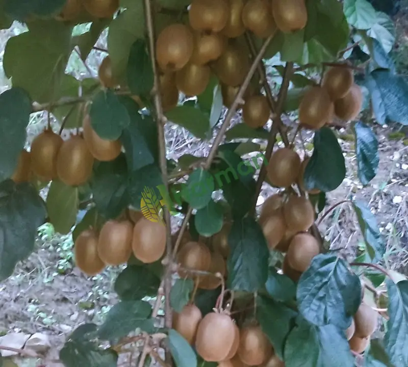 Dalında kivi Mersin Toroslar güzelyayla