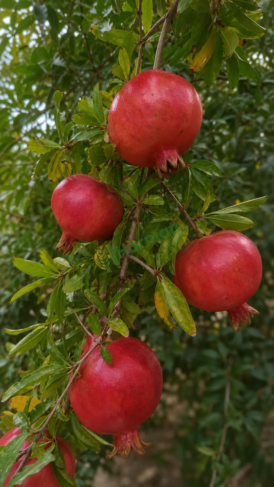 Dalında nar