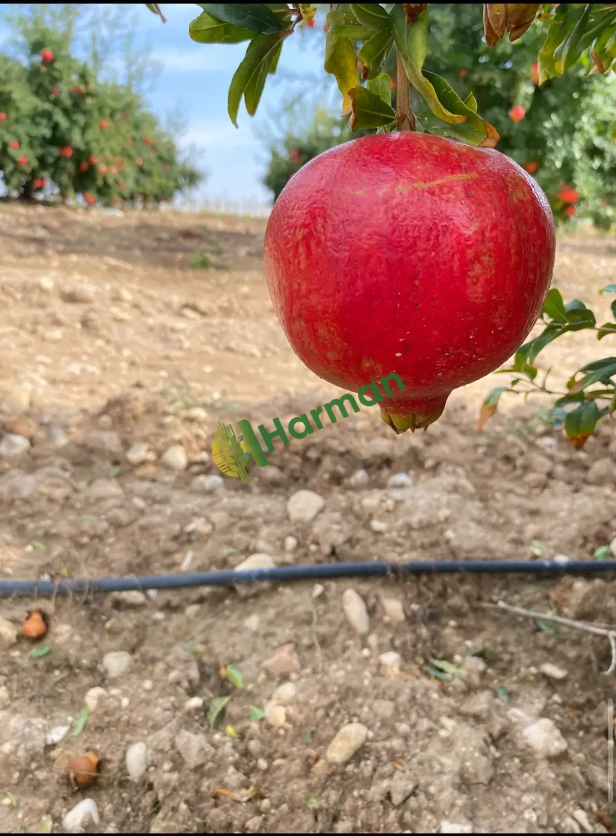 Dalında Samsat narı
