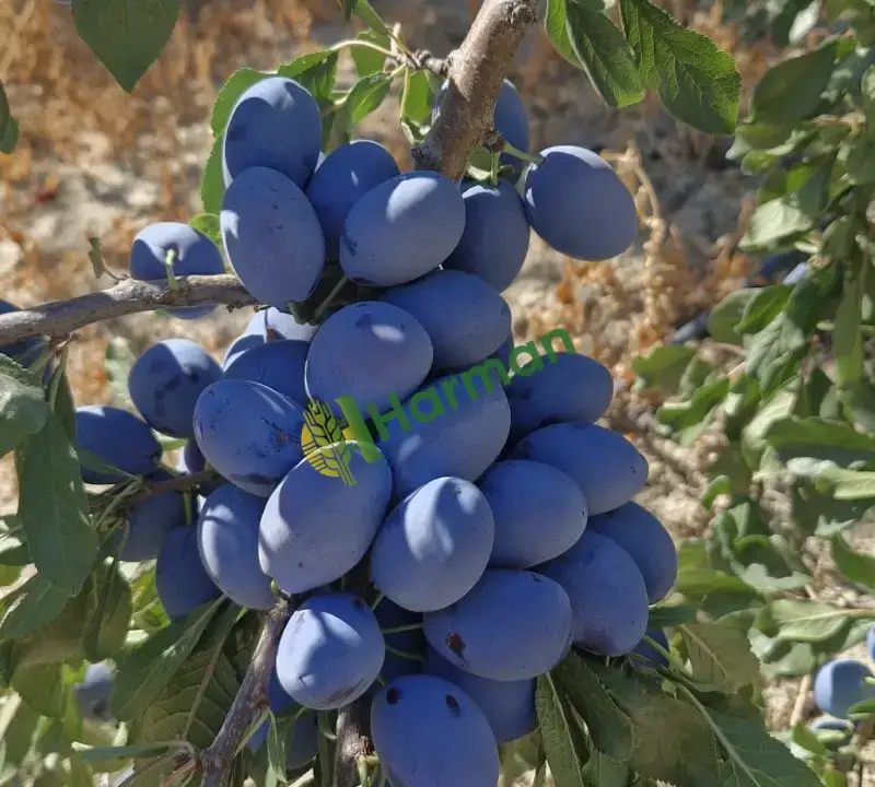 Dalında satılık Birton erik. Tat boyut süper