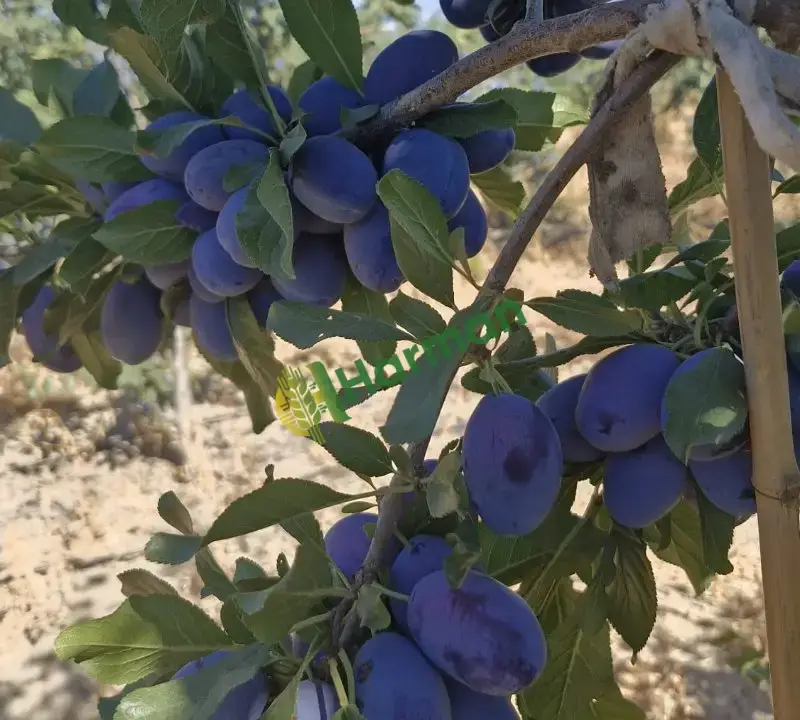 Dalında satılık Birton erik. Tat boyut süper