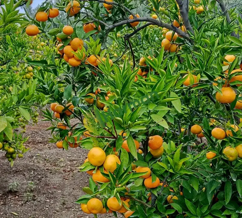 Dalında satışa hazır okitsular