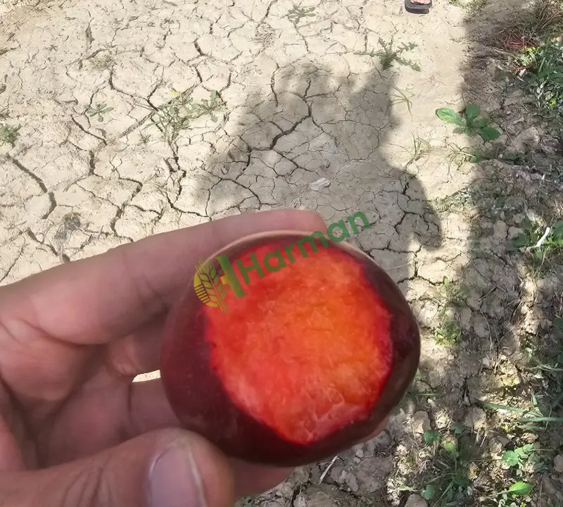 Dalında soğuk hava ömrü 3 ay erik