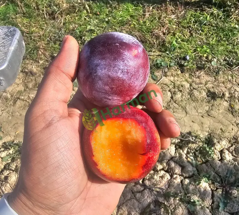 Dalında soğuk hava ömrü 3 ay erik