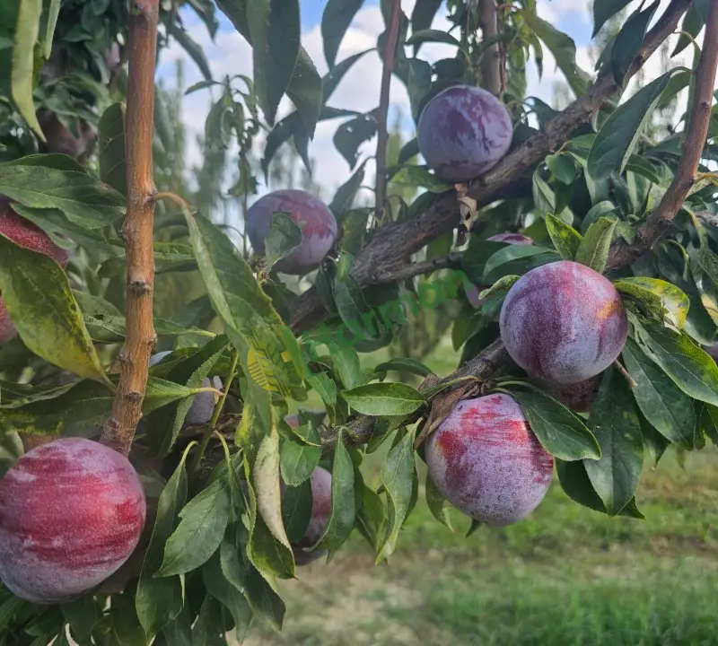 Dalında soğuk hava ömrü 3 ay erik