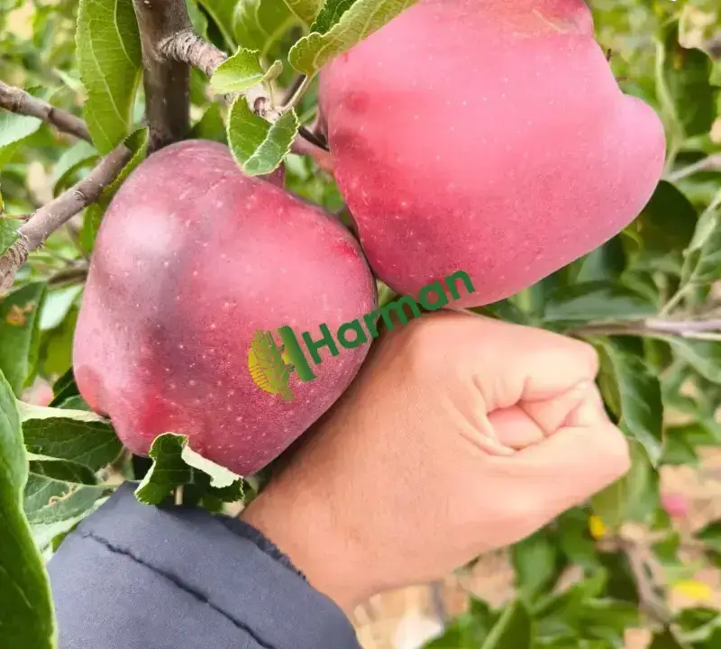 Dalında taze elma Kahramanmaraş
