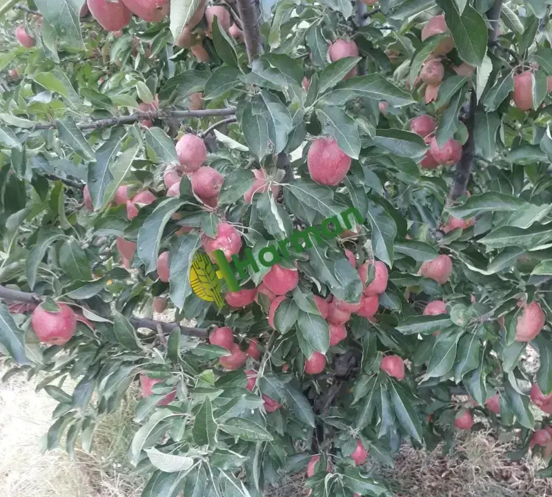 Dalında taze elma Kahramanmaraş