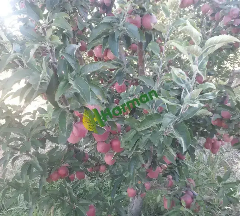 Dalında taze elma Kahramanmaraş