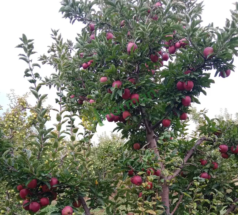 Dalında taze kaliteli gransimit elma