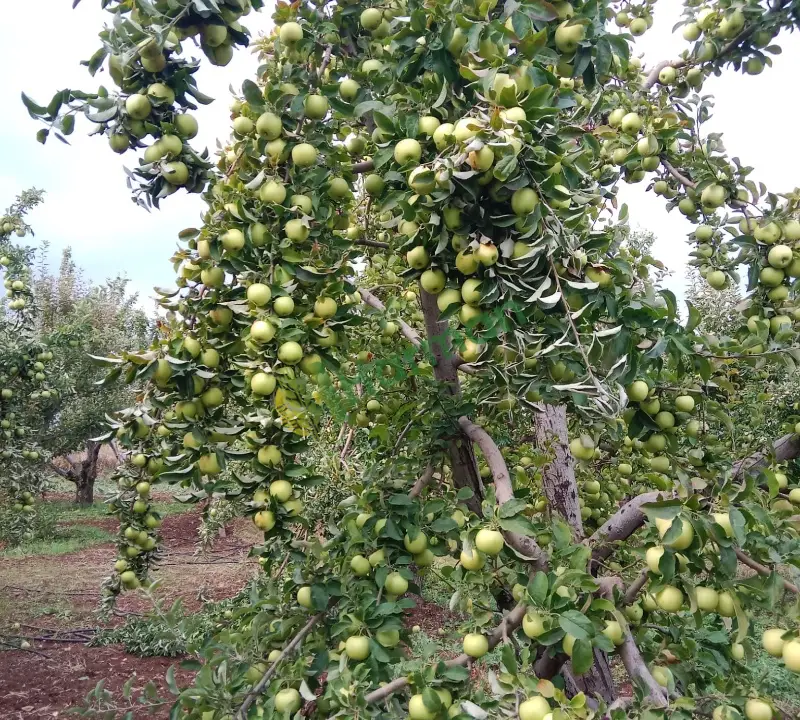 Dalında taze kaliteli gransimit elma