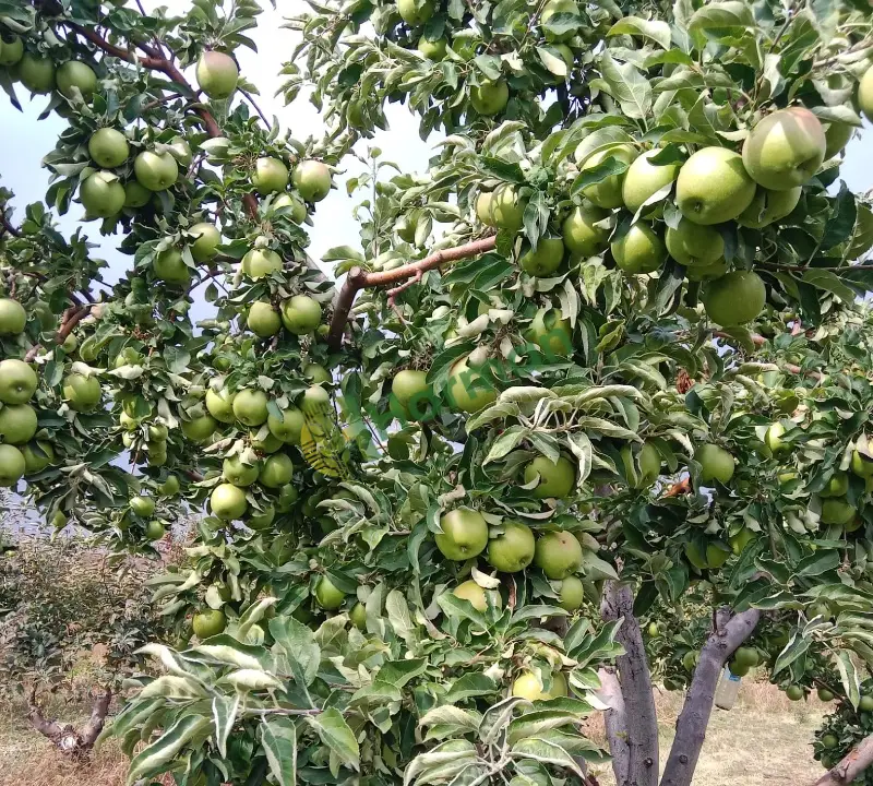Dalında taze kaliteli gransimit elma