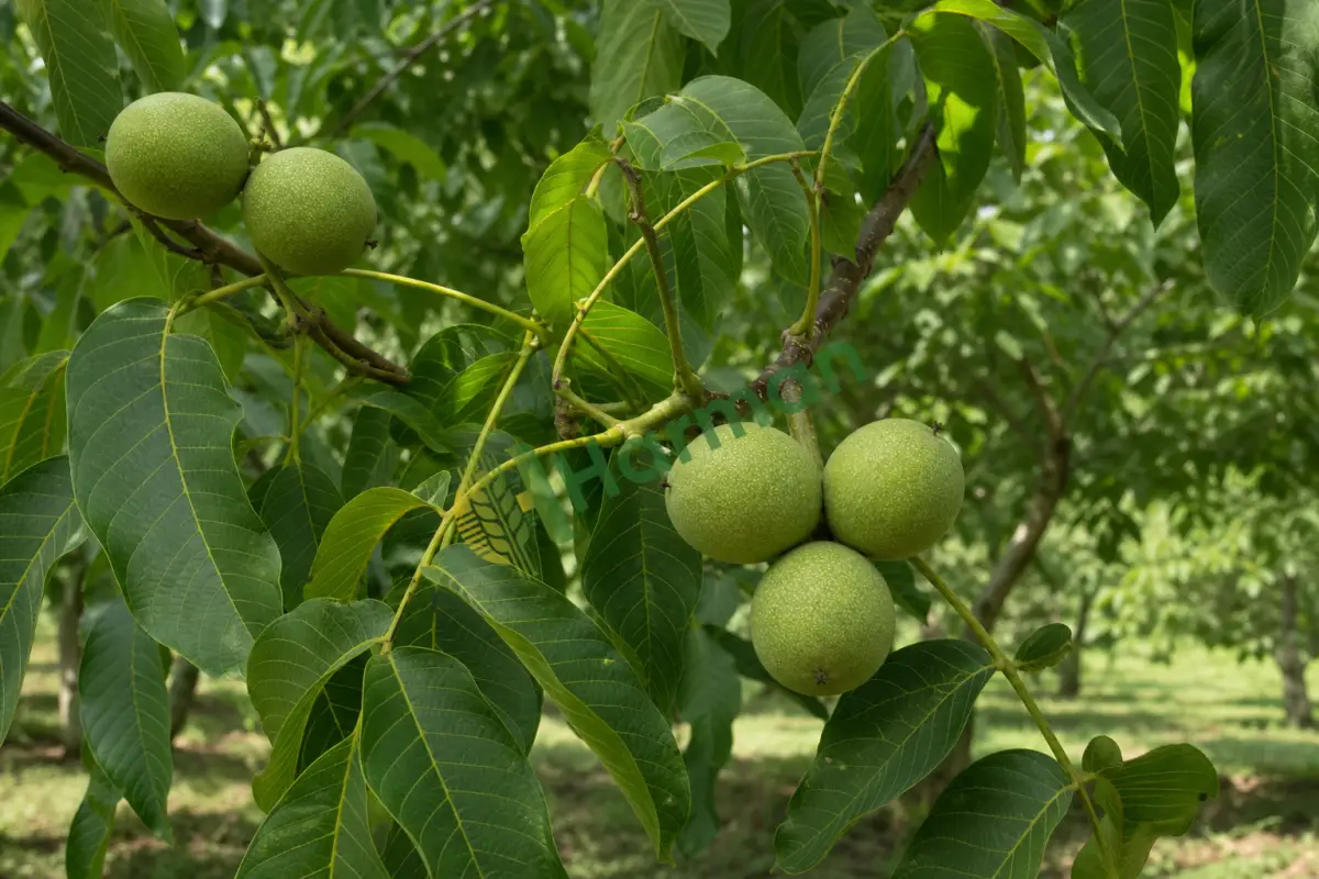 Dalındaki ceviz