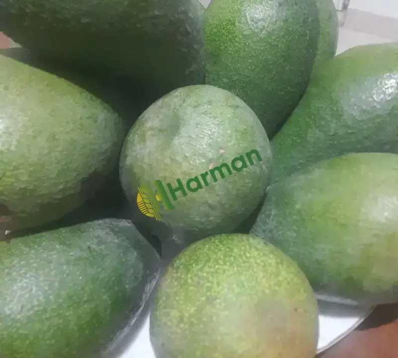 Dalından avakado