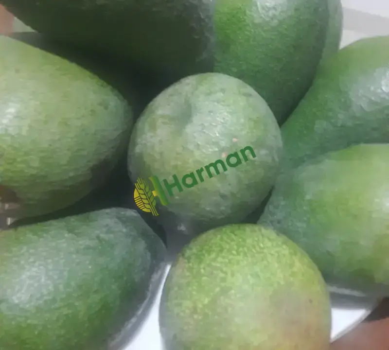 Dalından avakado