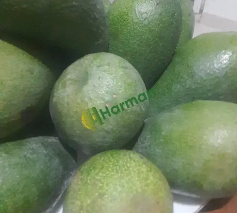 Dalından avakado
