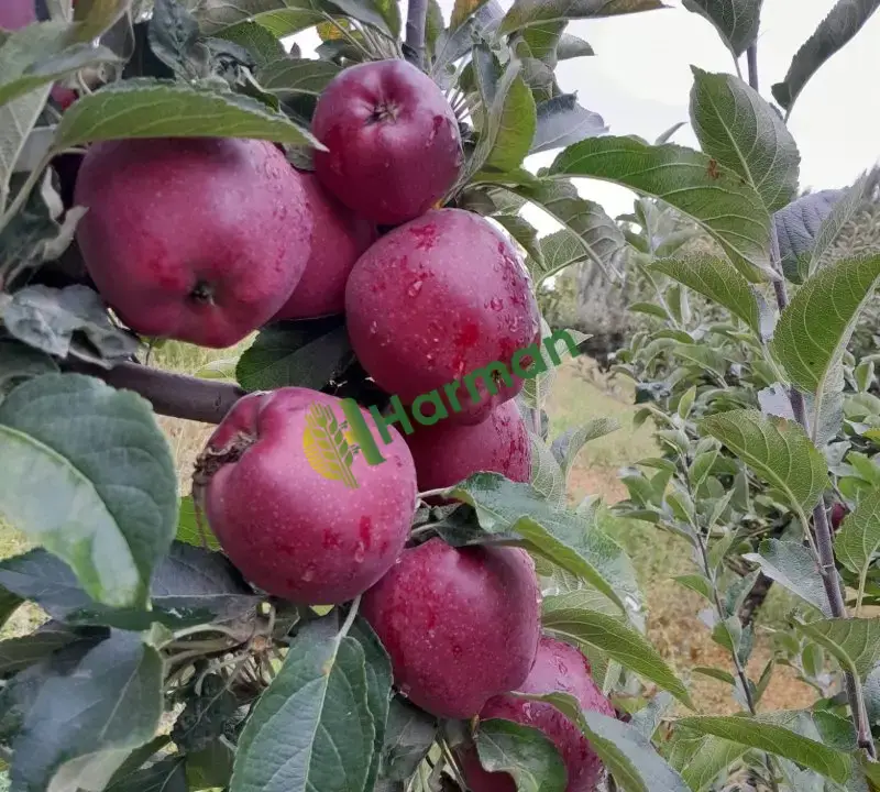 Dalından elma niğde kasalanmış olarak verilecek