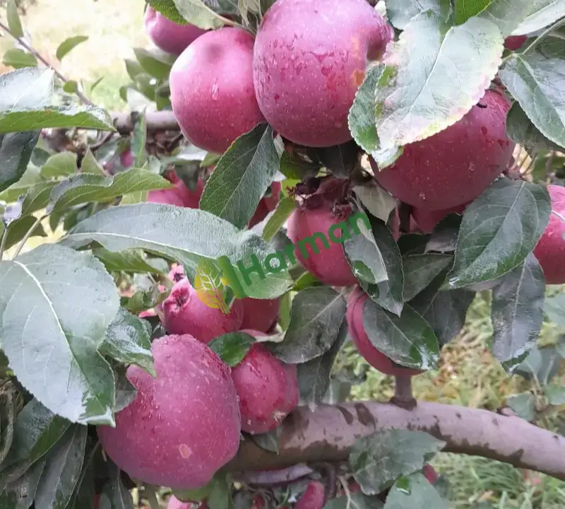 Dalından elma niğde kasalanmış olarak verilecek