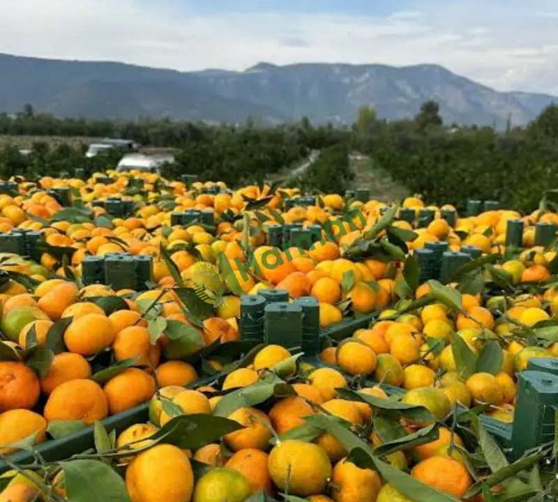 Dalından mandalina