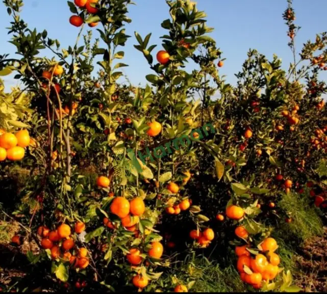 Dalından mandalina