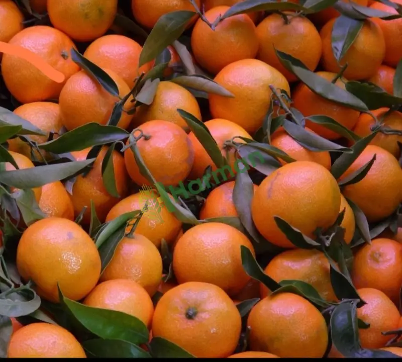Dalından mandalina