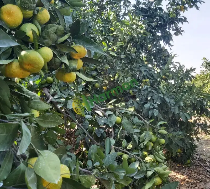 Dalından Mandalina