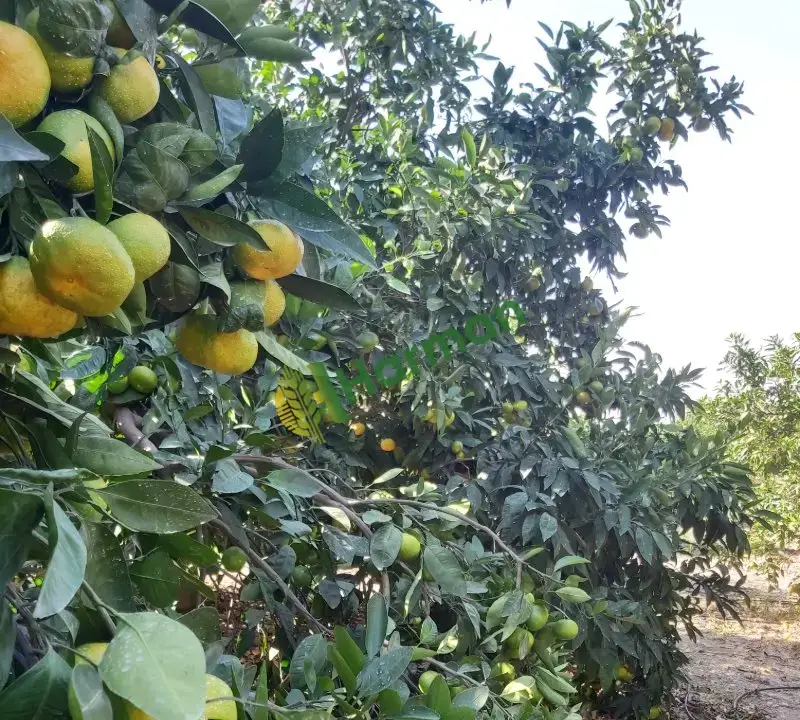 Dalından Mandalina