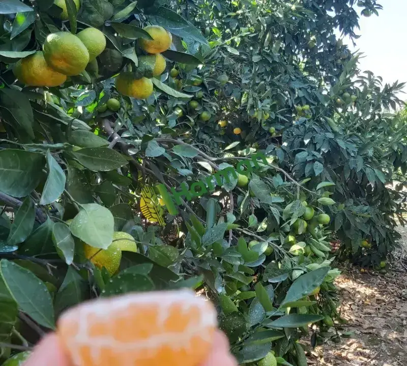 Dalından Mandalina