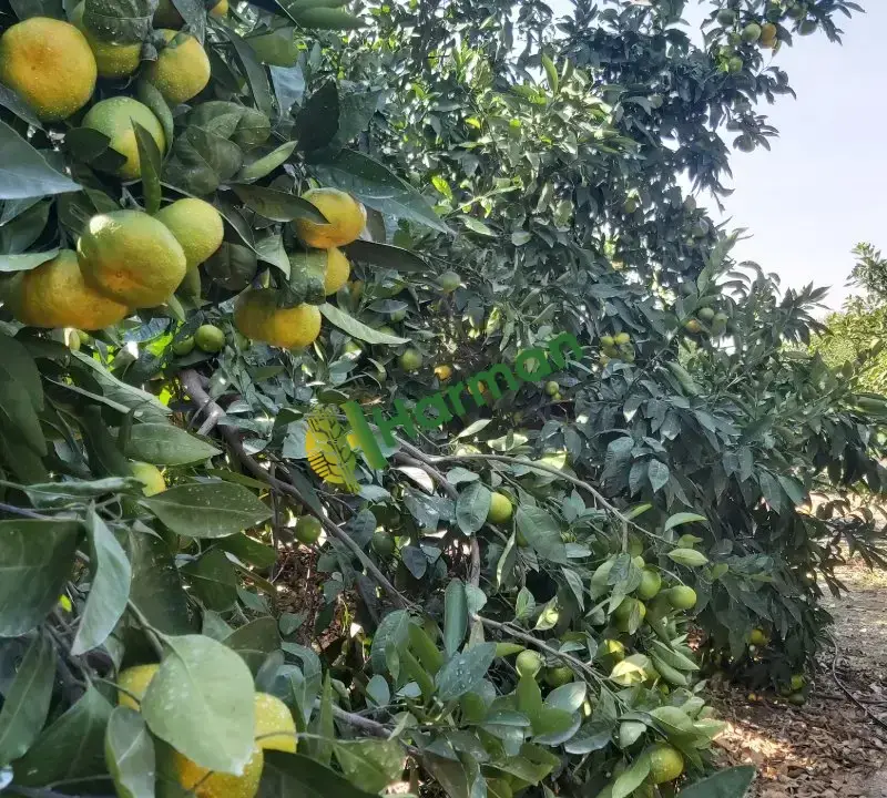 Dalından Mandalina