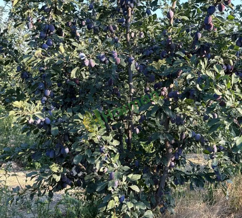 Dalından Mürdüm Eriği 10 Ton
