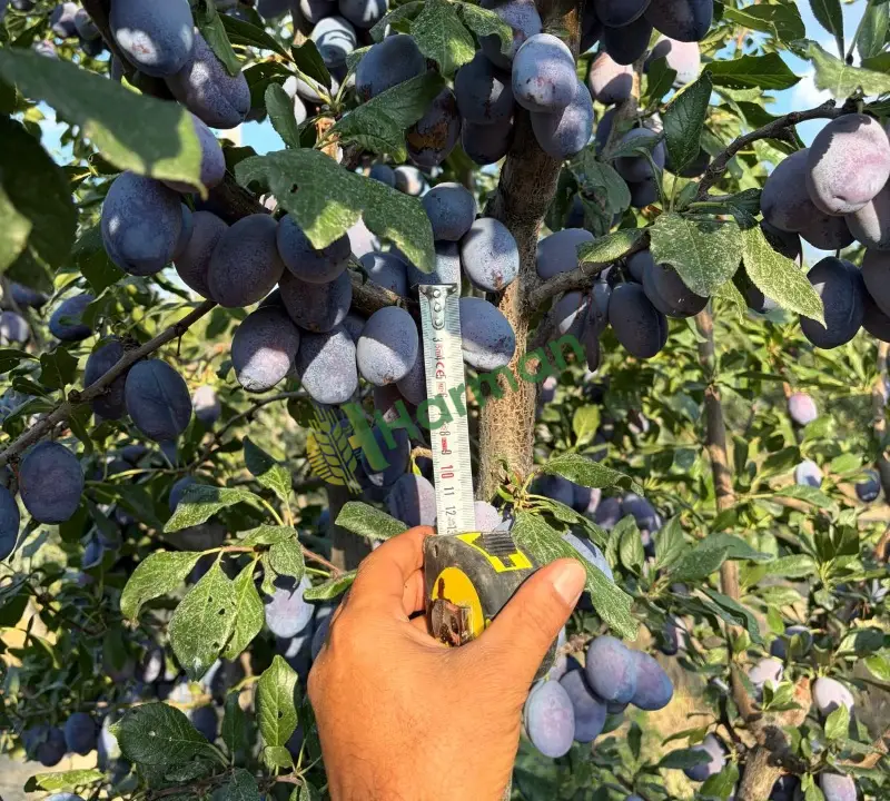 Dalından Mürdüm Eriği 10 Ton