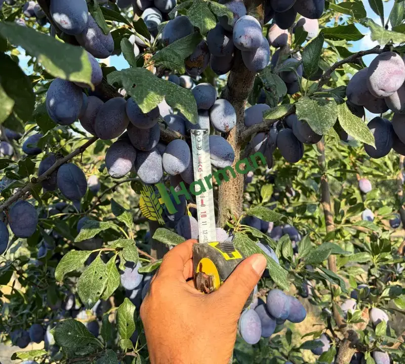 Dalından Mürdüm Eriği 10 Ton