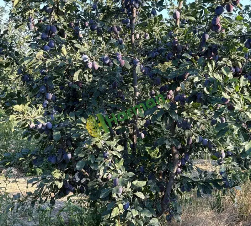 Dalından Mürdüm Eriği 10 Ton
