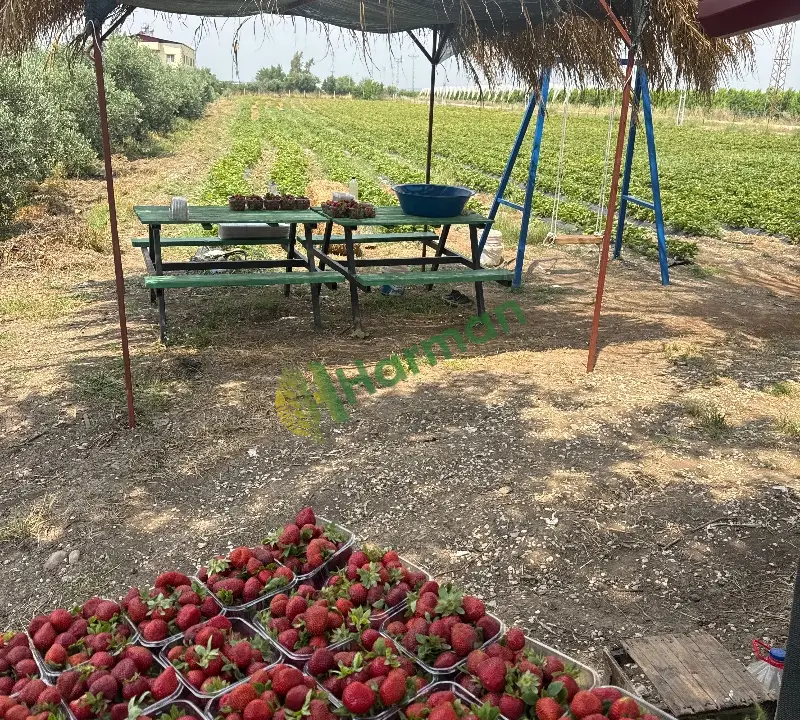 Dalından organik çilek