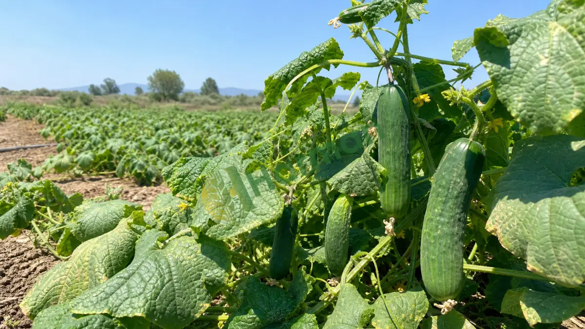 Dalından salatalık