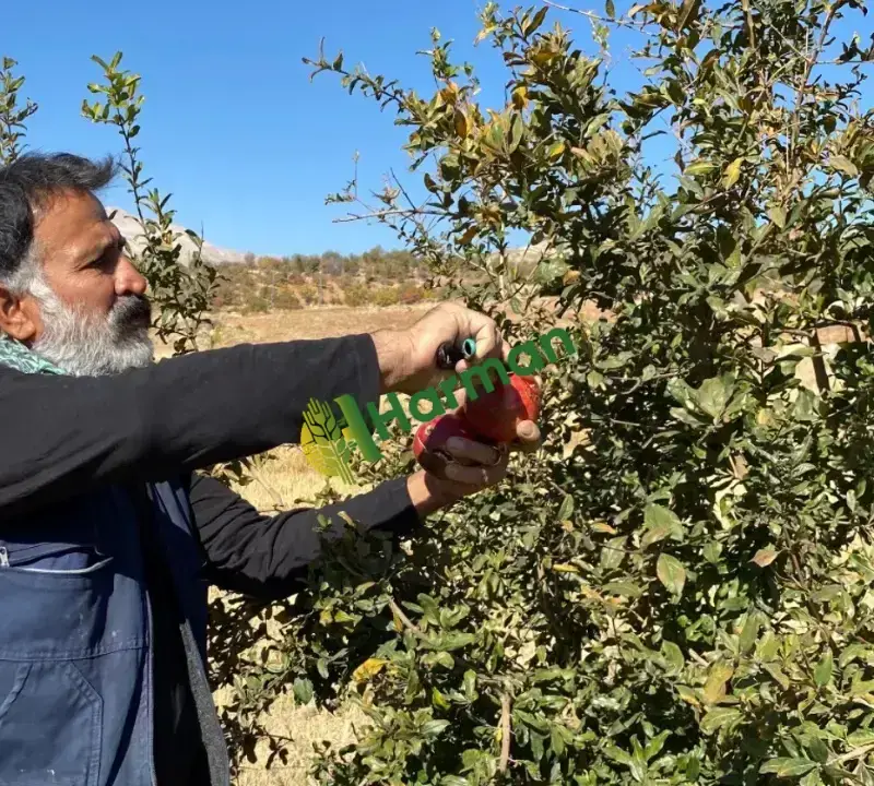 Dalından satılık HİCAZ NARI