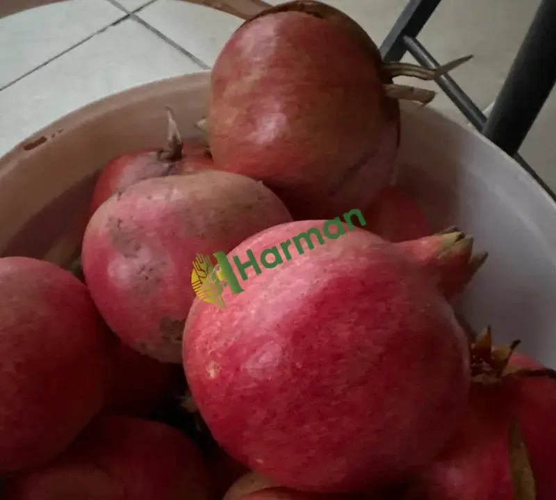 Dalından satılık nar