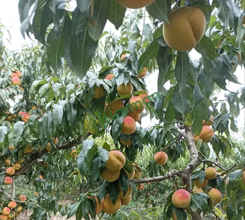 Dalından şeftali