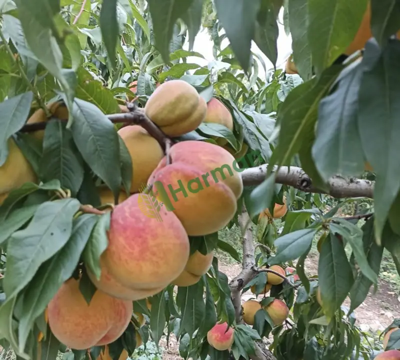 Dalından şeftali