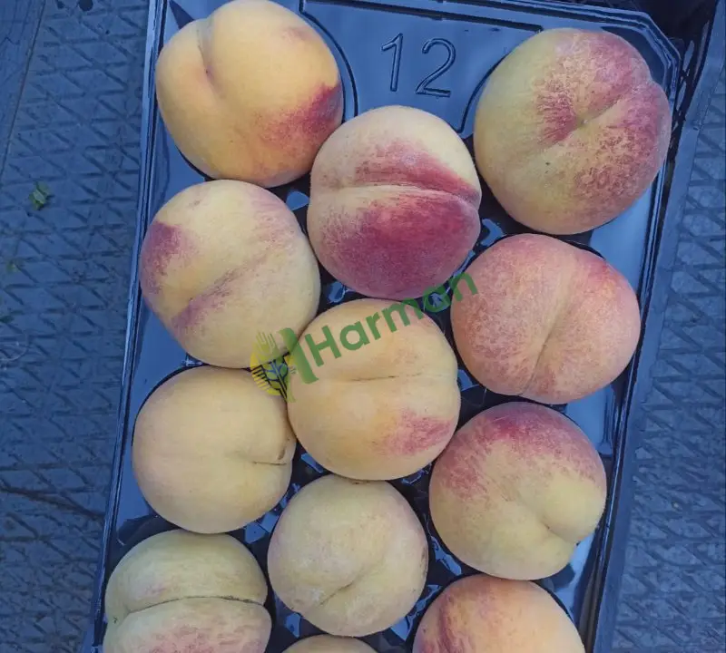 Dalından şeftali