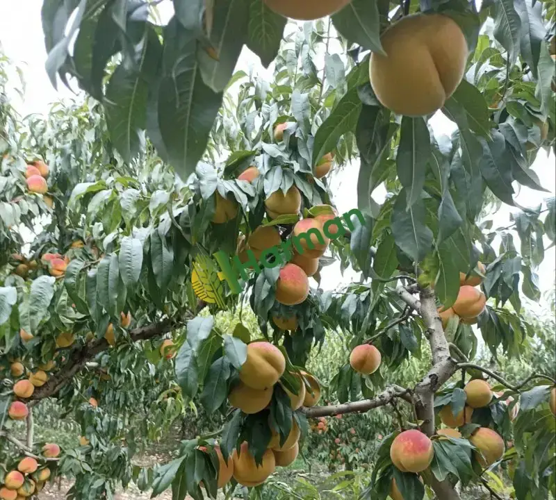 Dalından şeftali