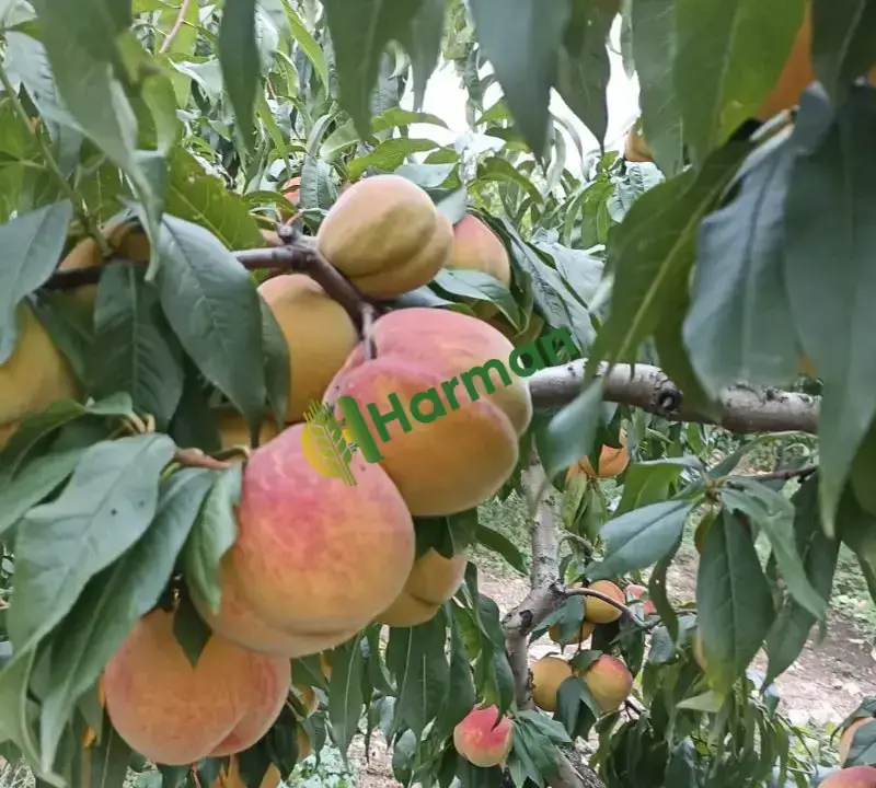 Dalından şeftali