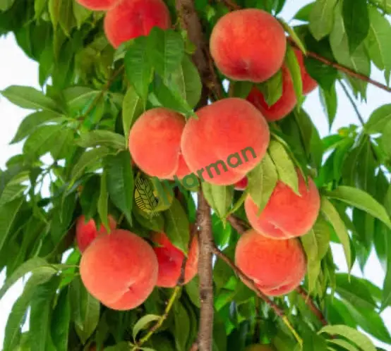 Dalından Şeftali-Mersin