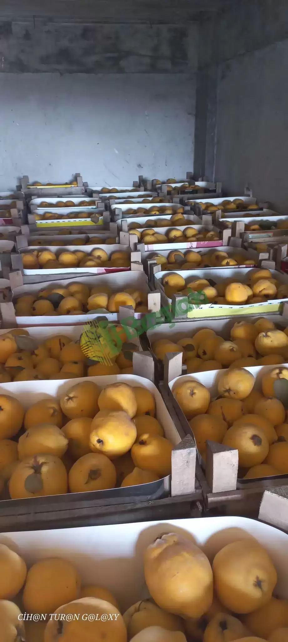 Dalından Taptaze Ayva Satışı!