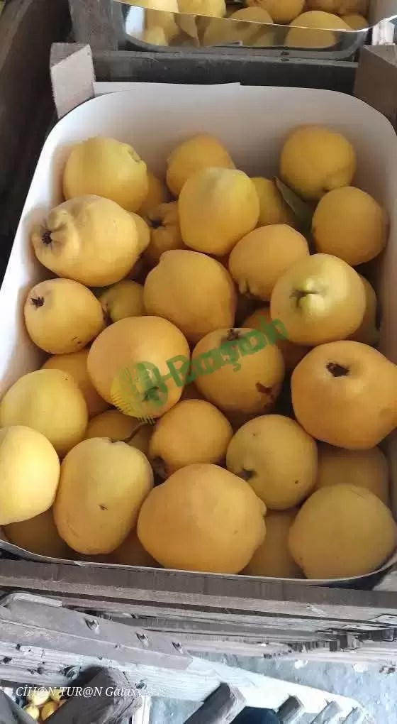 Dalından Taptaze Ayva Satışı!