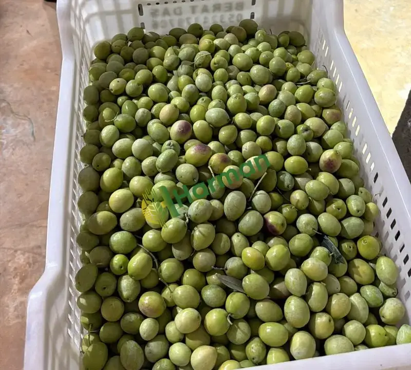 Dalından Tavşan Yüreği Yeşil Zeytin